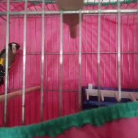 سهره|پرنده|مریوان, |دیوار