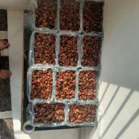 خرما درجه یک بدون هسته|خوردنی و آشامیدنی|کوهدشت, |دیوار