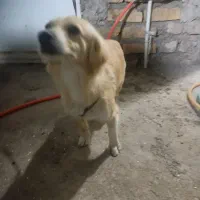 سگ اشپیتز میکس