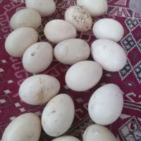 فروش تخم مرغ وتخم اردک اسرائیلی وجوجه اسرائیلی|حیوانات مزرعه|کومله, |دیوار
