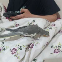 جوجه عروس ماده