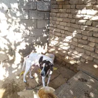 سگ نژاد انگلیس،مخصوص دنبلان|سگ|گلی داغ, |دیوار