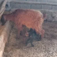 چتیر بادوتا بزغله