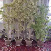 گل بنجامین سرسبز و پرپشت و زیباچهار عدد باهم|گل و گیاه طبیعی|سهند, |دیوار