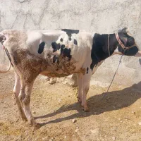 دو گاو داشتی شیره دار