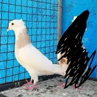 یک جفت طوق کرم کشید خوب