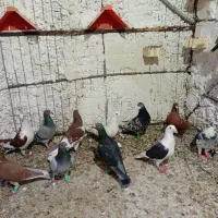 چند عدد پلاکی|پرنده|برازجان, |دیوار