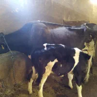 گاو وگوساله سیمینتال|حیوانات مزرعه|بروجرد, |دیوار