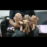 توله پیت بول رد نویز و بلک نویز|سگ|تهران, خانیآباد|دیوار