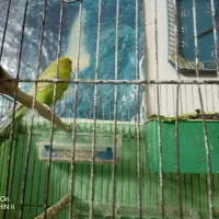 مرغ عشق|پرنده|بهبهان, |دیوار