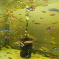 پخش زبرا رنگی مولد|ماهی|اردبیل, |دیوار