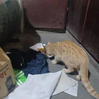 گارفیلد مهربون کاملا دستی و لوس رایگان