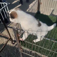 سگ‌ نگهبان نر ۲ تومن|سگ|تهران, خلیج فارس|دیوار