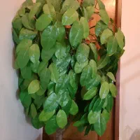 درخت همیشه سبز