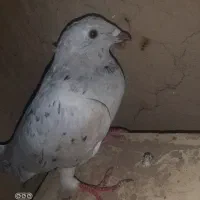 کوهی طوقی|پرنده|کبودرآهنگ, |دیوار