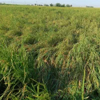 برنج کامفیروزی اصل رو از کشاورز خریداری کنید|خوردنی و آشامیدنی|درودزن, |دیوار