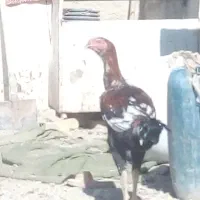 جوجه خروس لاری|حیوانات مزرعه|خمک, |دیوار