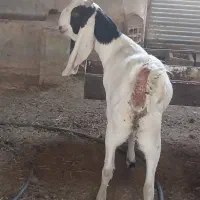 بزگلابی و سانن اصل|حیوانات مزرعه|قائن, |دیوار