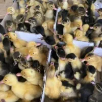 اردک پکنی یک هفته ای (خانه طیور)|حیوانات مزرعه|زابل, |دیوار