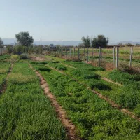 سبزی تازه 30 تومان روی زمین کشاورزی|خوردنی و آشامیدنی|بجنورد, |دیوار