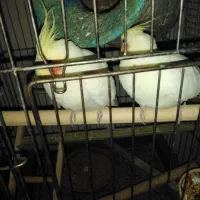 د جفت عروس لوتیتو آماده کار سخنگو سوت ای ایران