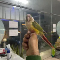 گرینچیک آناناسی رد رام|پرنده|چالوس, |دیوار