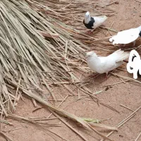 کبوتر