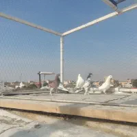 تعداد ی کبوتر|پرنده|ماهدشت, |دیوار