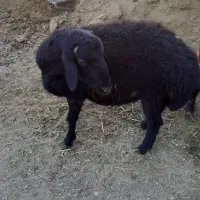 بره|حیوانات مزرعه|قیدار, |دیوار