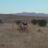 اسب همراه باکره اسب مادیان