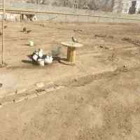 اردک نر و خروس|حیوانات مزرعه|پاکدشت, حصار امیر|دیوار