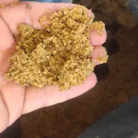 خوراک بره گوسفند