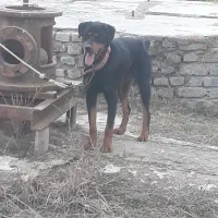 سگ روتوایلر نگهبان|سگ|مینودشت, |دیوار