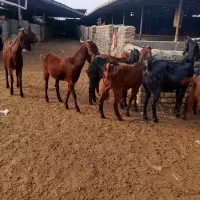 8راس بز جوان دورگ|حیوانات مزرعه|گنبد کاووس, |دیوار