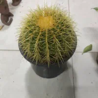 فروش گیاهان آپارتمانی