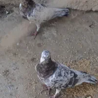 کوهی سرول نامور|پرنده|شراء, |دیوار