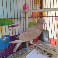 سوسکی،زرد،سینه|پرنده|مشهد, سرافرازان|دیوار