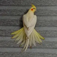 عروس هلندی گمشده محدوده مینودر