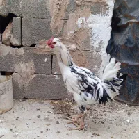 مرغ خروس گلین اصل|حیوانات مزرعه|شیراز, داریون|دیوار