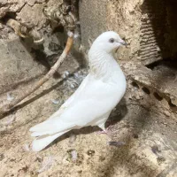 کفترخارجی|پرنده|بندر ماهشهر, |دیوار