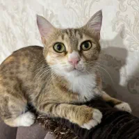 واگذاری گربه|گربه|خوی, |دیوار