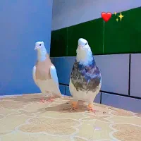 طوقی هفت رنگ