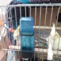 عروس هلندی|پرنده|ملایر, |دیوار