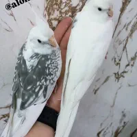 عروس هلندی( سالن ) فول اهلی|پرنده|خوی, |دیوار