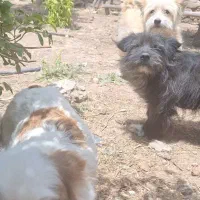 فروش چند قلاده سگ پا کوتاه|سگ|دشتابی, |دیوار