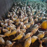 جوجه بوقلمون بیوتی یک روزه دو هفته یک ماهه و...