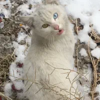 گربه با نژاد خاص