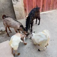 چهار‌عدد‌کهره‌نر‌قاچ|حیوانات مزرعه|زرین دشت (فارس), |دیوار