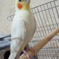 عروس هلندی نر|پرنده|قرچک, شهرک طلائیه|دیوار