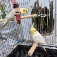 عروس هلندی|پرنده|قم, نوبهار|دیوار